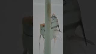 manfish bsp ikanmanfish ikanlayang ikanaquascape angelfish angelfishbreeding shortsvideo [upl. by Westmoreland299]