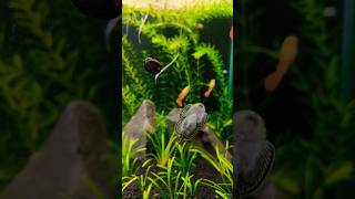 Best Algae Eater Fish and Snail For Planted Aquarium algaeeater [upl. by Ecaidnac]