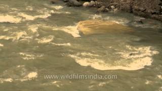 Alaknanda river flowing near Badrinath Dham [upl. by Oirazan]