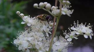 Meadowsweet Magic Myth and Medicine [upl. by Naitsirt]