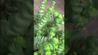 Tuto jardinage crassula rupestris comment faire une Bouture plantes vertes succulente grasse [upl. by Galasyn]