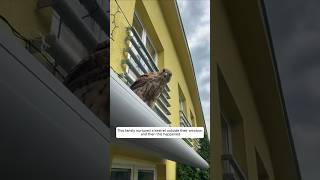 This family nurtured a kestrel outside their window and then this happened animalshorts [upl. by Nylodam]