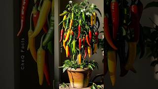 How to Grow Chili Pepper 🌶️ at Home plants shorts satisfying [upl. by Dnomsad233]