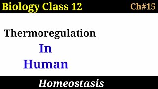 Thermoregulation in human Class 12 Biology  Homeostasis [upl. by Amyaj]