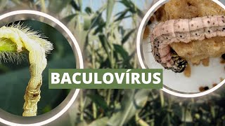 Controle biológico de pragas Conheça o baculovírus e como ele pode ajudar no agro [upl. by Drofnil]