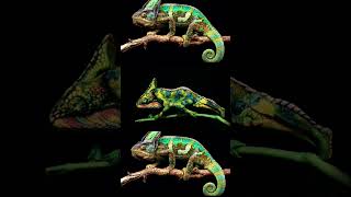 Chameleons can change their color  ytshorts animals [upl. by Solakcin195]