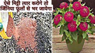 जिनिया की पत्ती क्यू सूखती हैढेरों फूल कैसे पाएंसबका समाधानHow to Report Zinnia Plant amp Care Tips [upl. by Assirat]