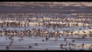 Wild Science Phalaropes on Great Salt Lake [upl. by Shanie]