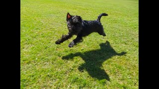 No leads requiredAffenpinscher Puppy FUN [upl. by Royo]