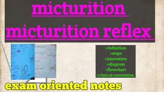 micturition and micturition reflex physiology [upl. by Gonzalo921]