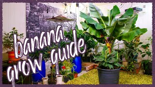 Grow Bananas Successfully Indoors Grow Guide [upl. by Klapp]