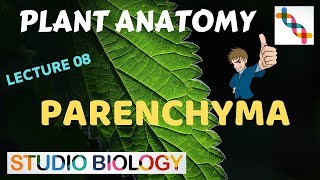 Plant Anatomy 08  Permanent tissues – Parenchyma [upl. by Gurtner]