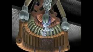 Bacterial Flagellum  A Sheer Wonder Of Intelligent Design – video [upl. by Ailemac]