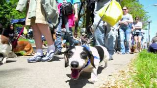 Rochester Dachshund Parade 2012 [upl. by Alig]