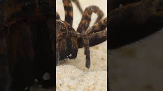 The largest Spider in the world  Goliath Birdeater Tarantula [upl. by Weiler]