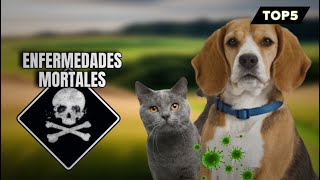 TOP5 Animales con MÁS ENFERMEDADES del MUNDO [upl. by Irianat]