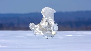 Harfang des neiges  Snowy Owl [upl. by Vi]