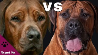 Rhodesian Ridgeback vs BoerboelLion Hunter Dogs [upl. by Annahsed]