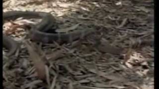 King Cobra VS King Cobra Real Fight To Death  Snake Attack Snake  Most Amazing Attack Of Animals [upl. by Annayrb]