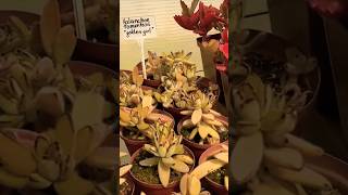 Kalanchoe TOMENTOSA Golden Girl succulents cactus garden plants [upl. by Ofella19]