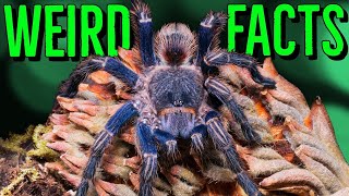 10 STRANGE Tarantulas FACTS You Wont Believe [upl. by Adlez]