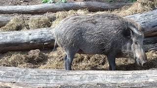 Family of wild boars 🐗 Wildschweine 🐗 Cinghiali boars animallover [upl. by Femi]