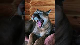 Top exotic pets you can own in united states 1 Cougar pet [upl. by Ellenaj]