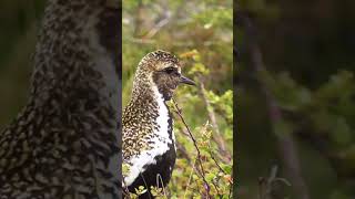 Golden Plover Calling shorts [upl. by Norford529]