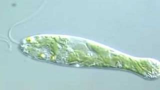 Flexible Movement in Euglena 2 [upl. by Tallula662]