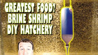 DIY Brine Shrimp Hatchery Greatest Food Ever [upl. by Pearla]