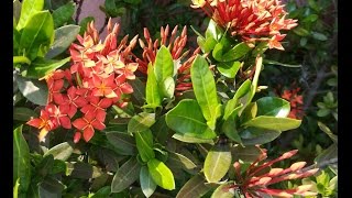 Ixora coccinea Growing Guide Jungle Geranium  Flame of the Woods [upl. by Waverly]