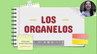 ORGANELOS DE CÉLULAS EUCARIÓTICAS CARACTERÍSTICAS MICROGRAFÍAS Y APRENDER A DIBUJARLOS [upl. by Ycniuqal]