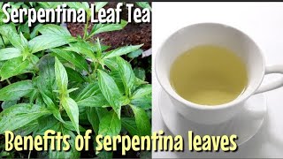 Serpentina Leaf Tea  Benefits of Serpentina Leaves [upl. by Jaquith]