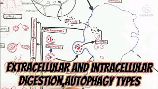 Extracellular And Intracellular DigestionAutophagy TypesSignificance [upl. by Haida645]