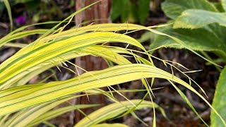 Hakonechloa Aureola Japanese Forest Grass  Summer Update 4K [upl. by Lanford]