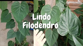 TUTORANDO UM FILODENDRO E MOSTRANDO LINDAS PLANTAS [upl. by Anahsal]