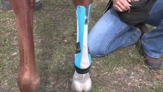 EquiTaping a Suspensory Ligament amp Providing Tendon Support [upl. by Anomas622]