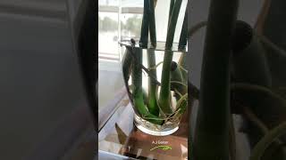 Monstera Deliciosa 🪴 Propagación en agua 🪴 indoorplants [upl. by Neerod]