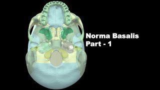 Norma Basalis Part 1  The Study of Skull from the inferior aspect Anatomy mbbs education [upl. by Pogah972]