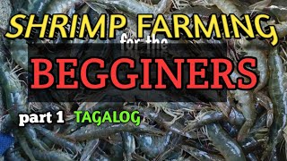 SHRIMP FARMING FOR THE BEGGINERSp1 [upl. by Vastha204]