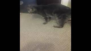 My cat has Dementia she is 21 years old [upl. by Darci]