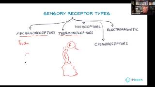 Types of Sensory Receptors [upl. by Sirroned220]