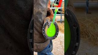 satisfying horse hoof trimming horsecare hoof satisfying horseshoe [upl. by Mahau]