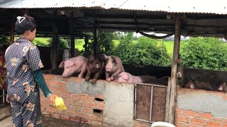 Raising pigs Before give feeding I have to clean the cage first [upl. by Trant346]