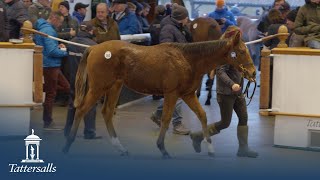 Tattersalls December Foal Sale 2021 Day 1 Review [upl. by Tik196]