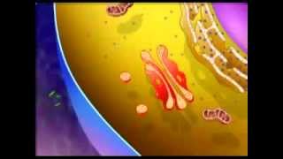 Cell Organelles And Their Function Animation BOTH 3D AND MICROSCOPIC VIEWS [upl. by Juback]