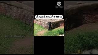 களப்பயணம் மிருகக்காட்சிசாலை ZooYarl Master [upl. by Niliram]