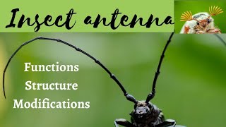 Antennae of insects part 1 fundamentals of entomology [upl. by Ailama848]