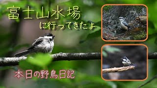 本日の野鳥日記 富士山麓の水場① ♯野鳥撮影 [upl. by Bobbie]