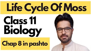Life Cycle Of Moss Bryophytes Alternation of Generation [upl. by Akemit]